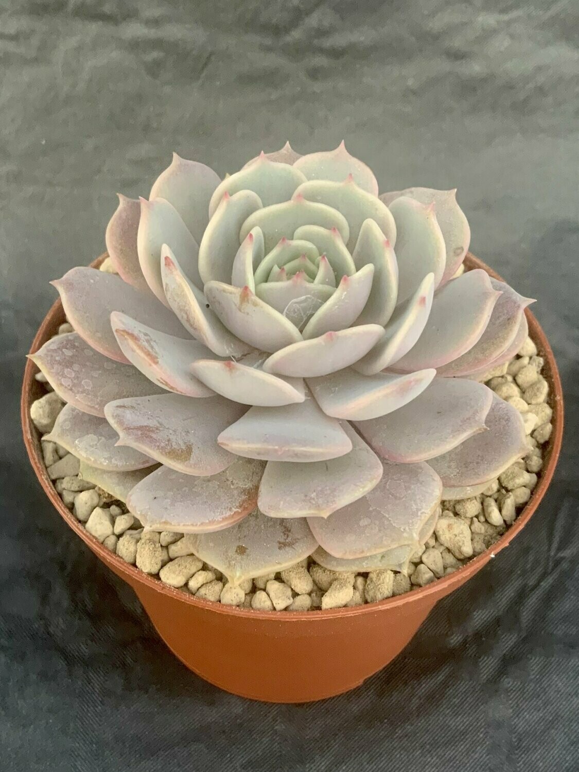 Echeveria Lola