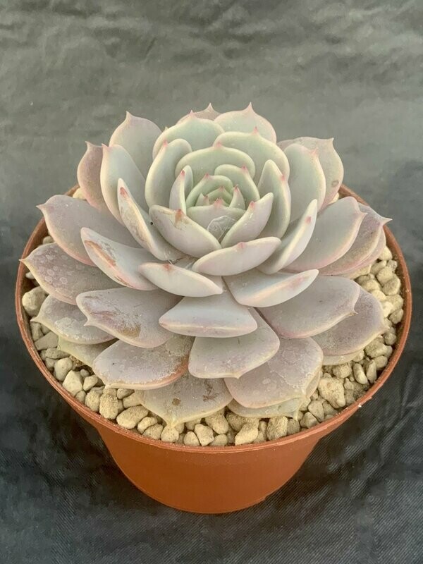 Echeveria Lola