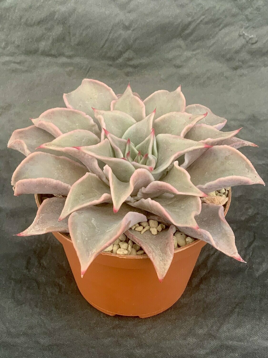 Echeveria Madiba Pot ø 10,5