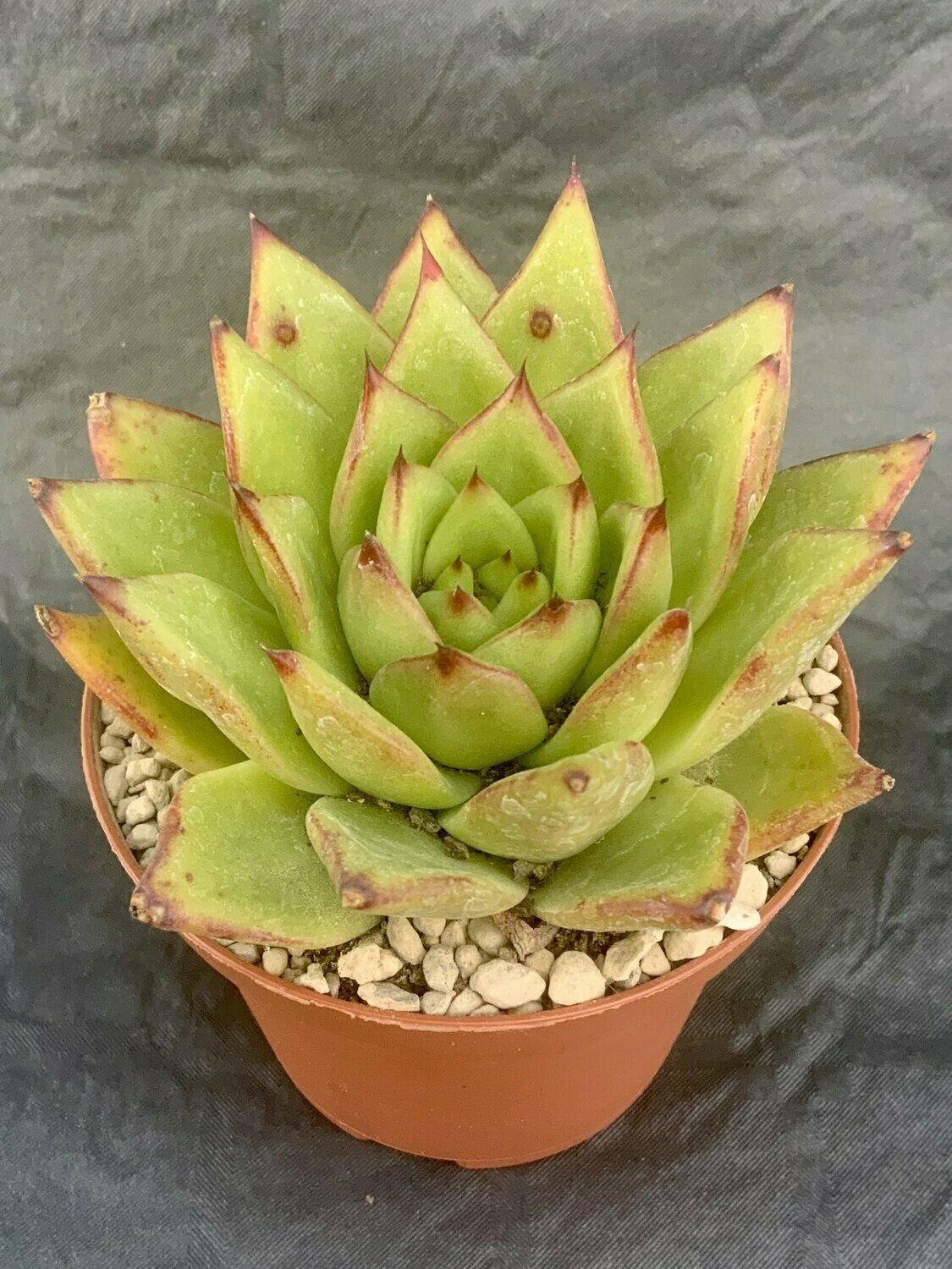 Echeveria Lip Stick Pot ø 10,5