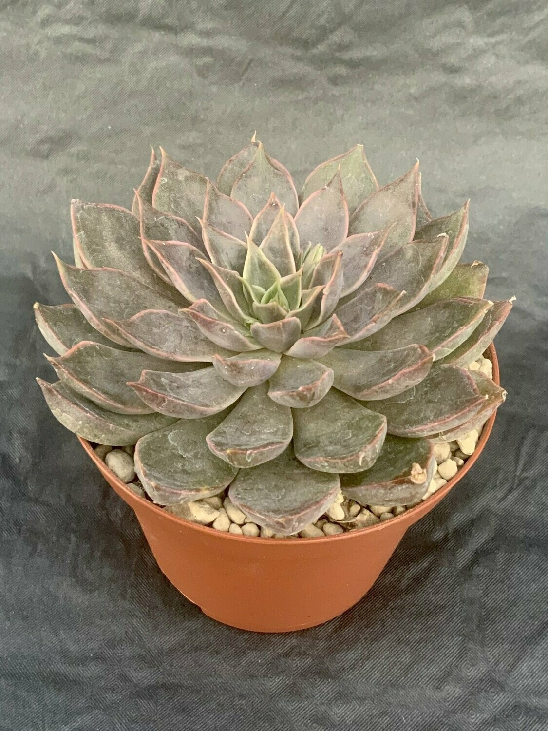 Echeveria Mensa Pot ø 10,5