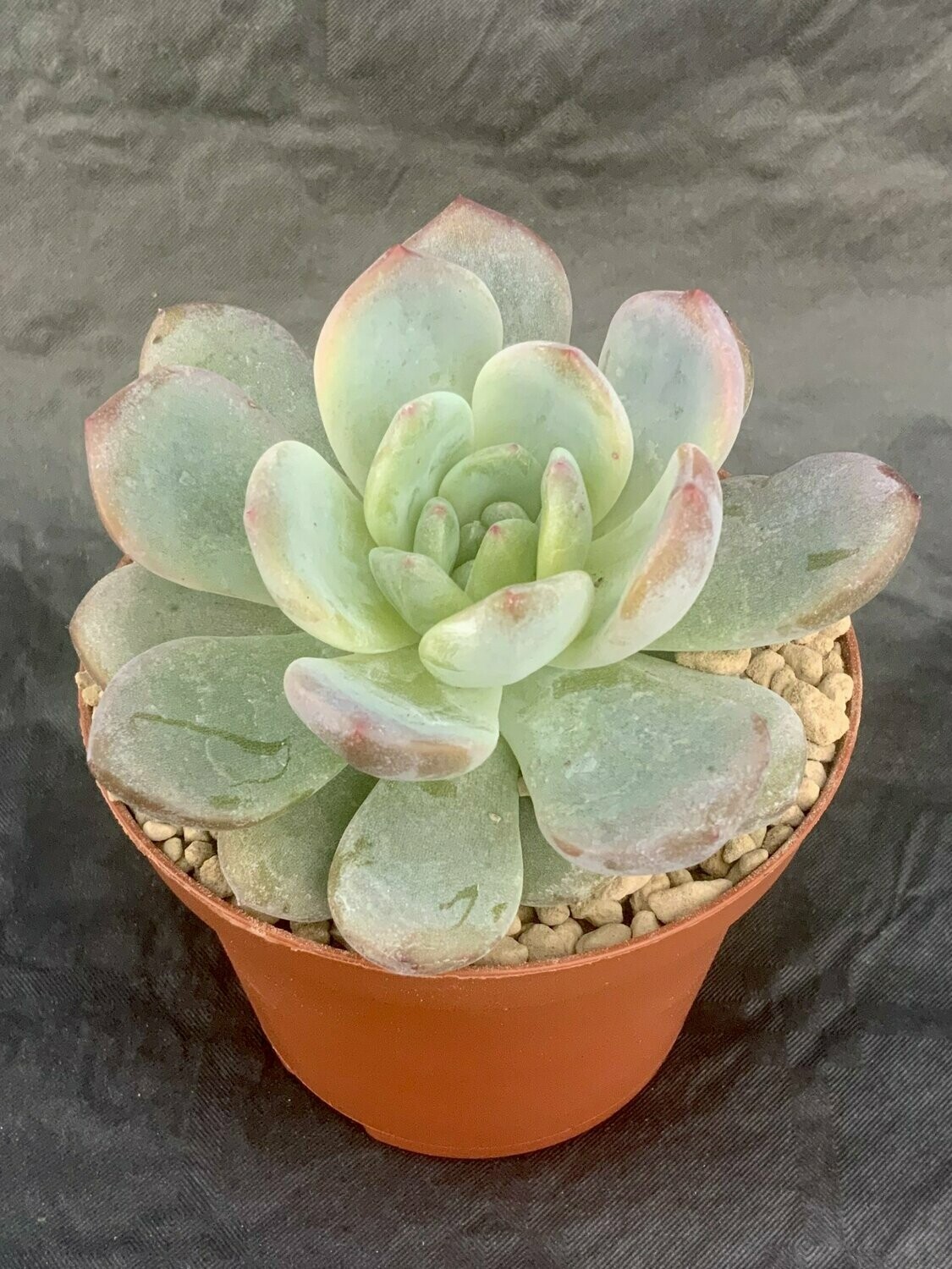 Echeveria Monroe