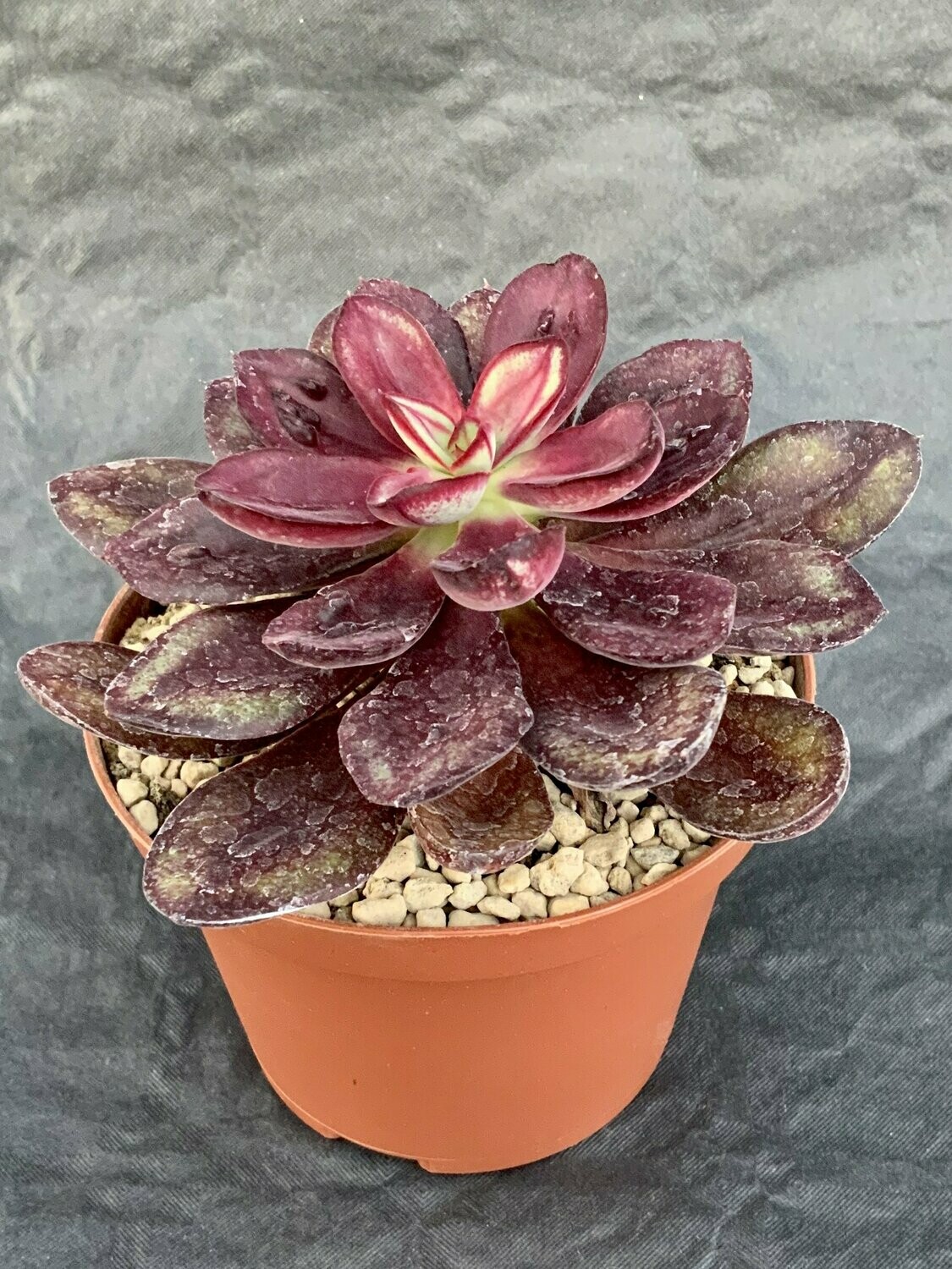 Echeveria Nodulosa Pot ø 10,5