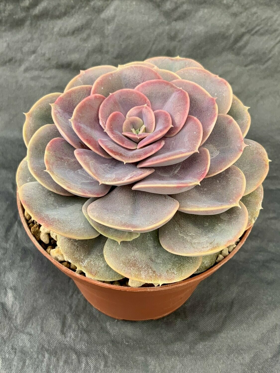 Echeveria Pearl of Nuremberg Compact Form