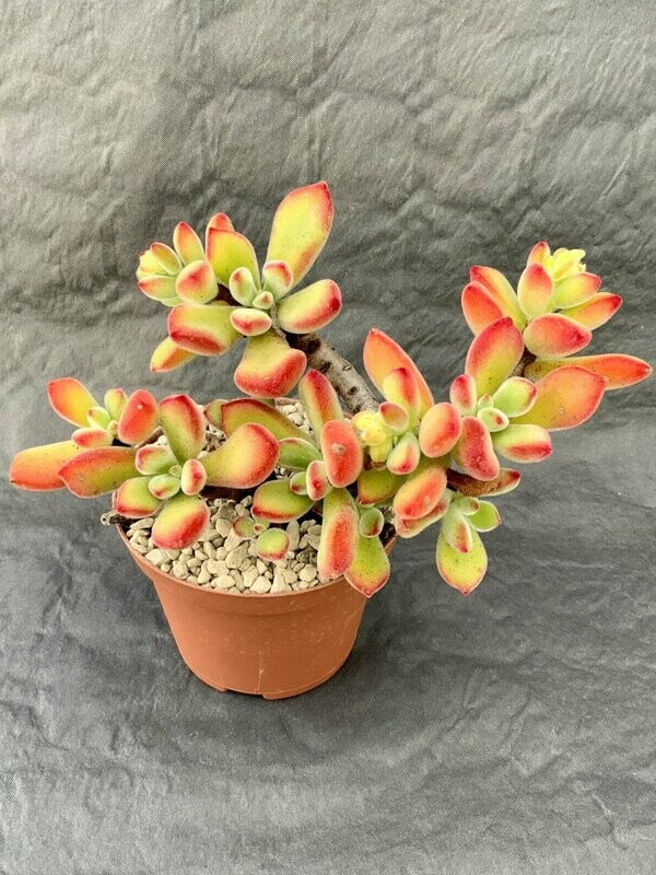 Echeveria Pulvinata Pot ø 10,5