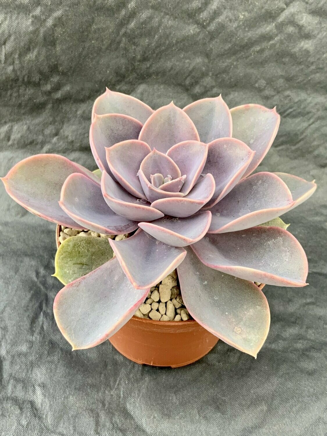 Echeveria Pearl of Nuremberg