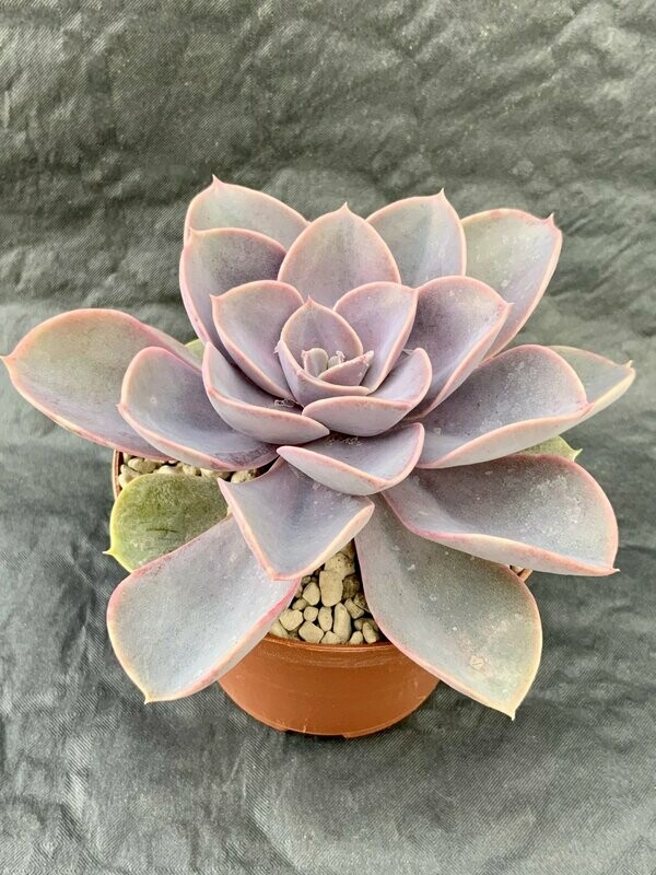 Echeveria Pearl of Nuremberg