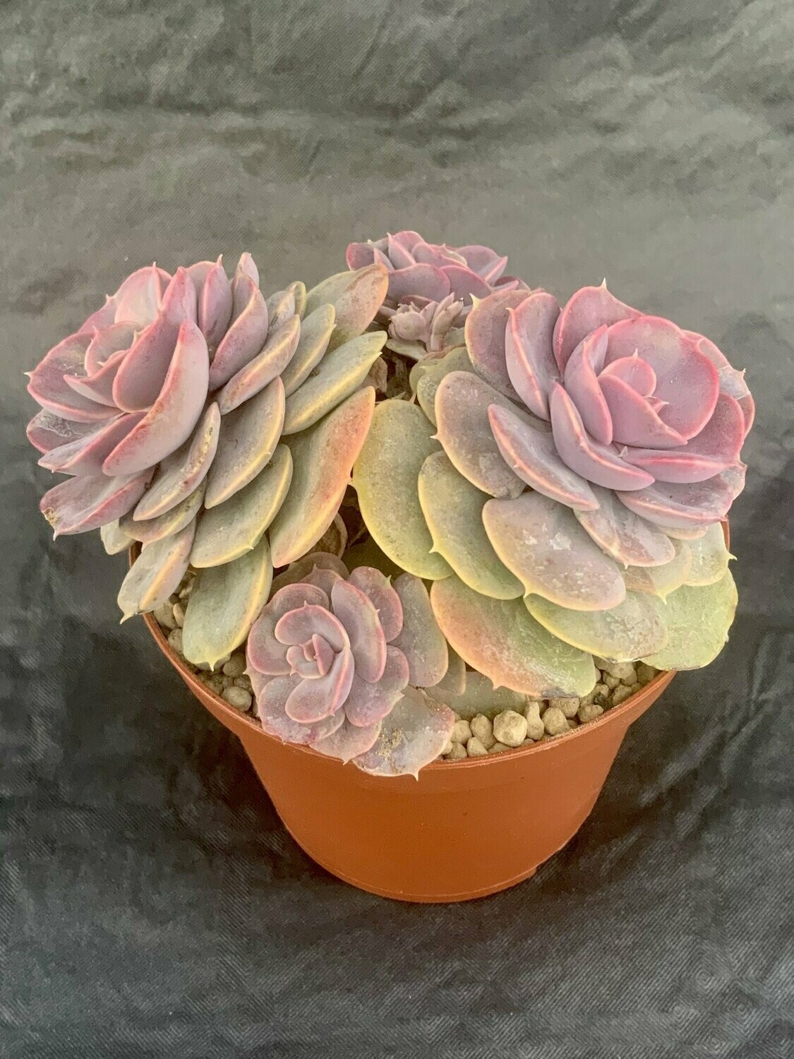 Echeveria Pearl of Nurnberg Compact Form Pot ø 10,5