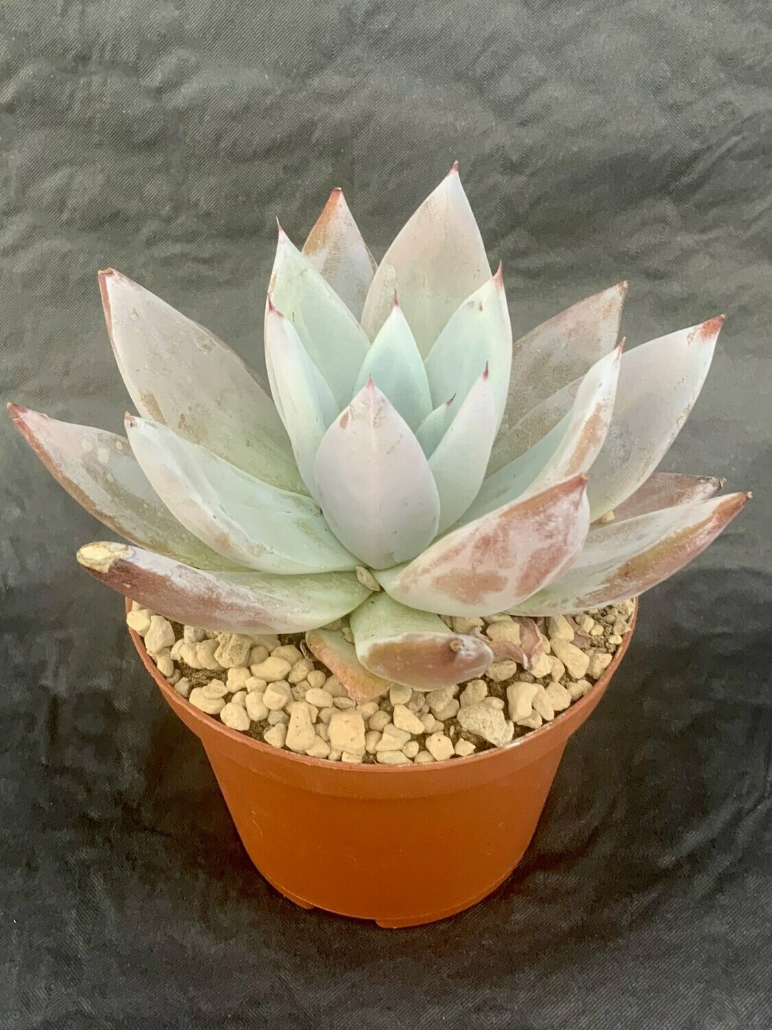 Echeveria Mexican Giant Pot ø 10,5