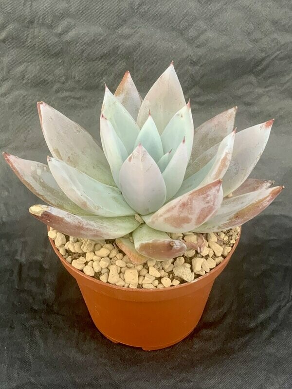 Echeveria Mexican Giant Pot ø 10,5