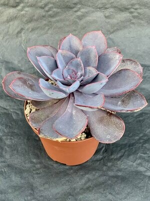 Echeveria Purple Pearl Pot ø 10,5