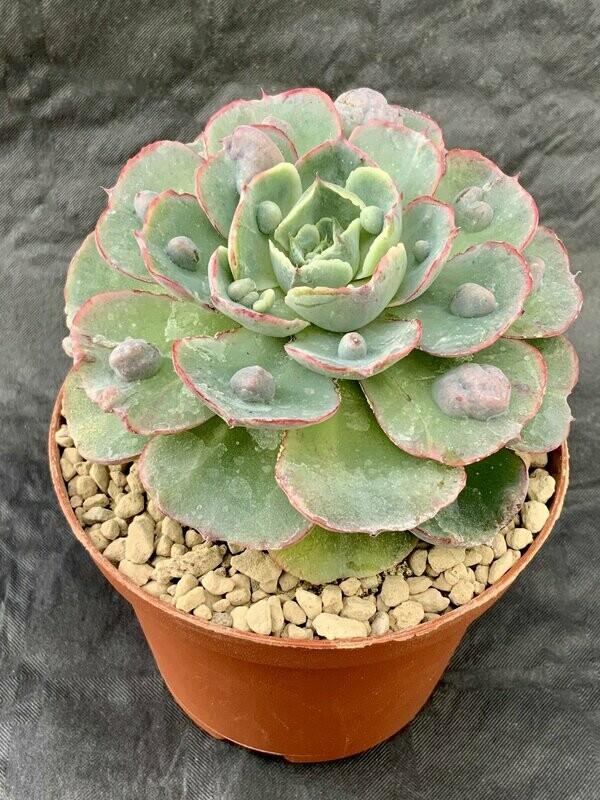 Echeveria Raindrops Pot ø 10,5