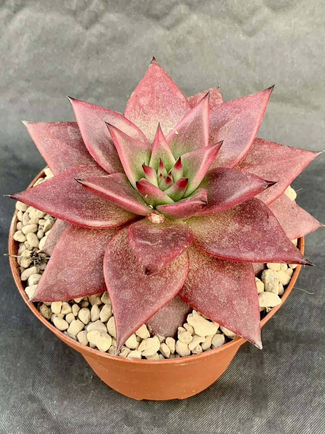Echeveria Romeo Rubin Pot ø 10,5