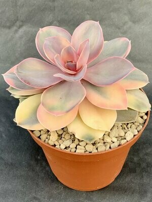 Echeveria Rainbow Pot ø 10,5