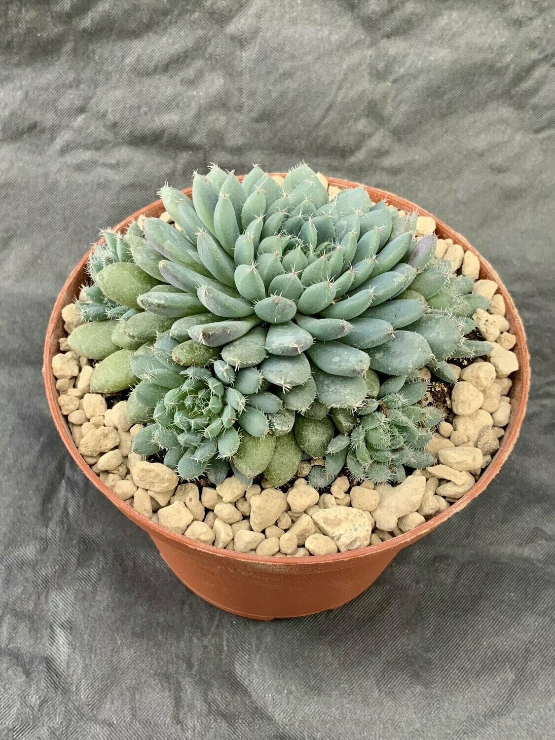 Echeveria Rondelli