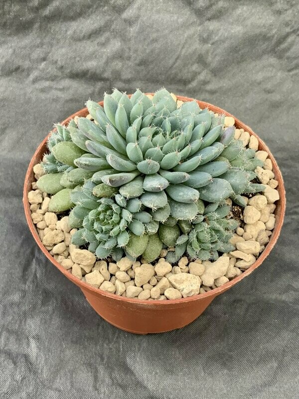 Echeveria Rondelli