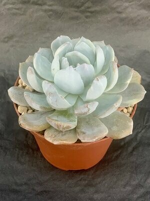 Echeveria Runyonii San Carlos