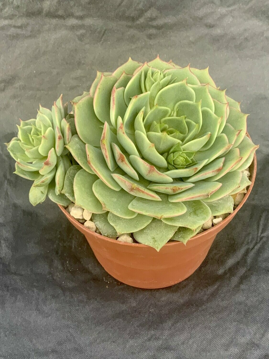 Echeveria Ramellete Pot ø 10,5
