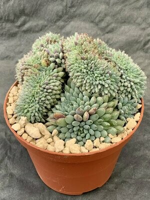 Echeveria Rondelli Crested