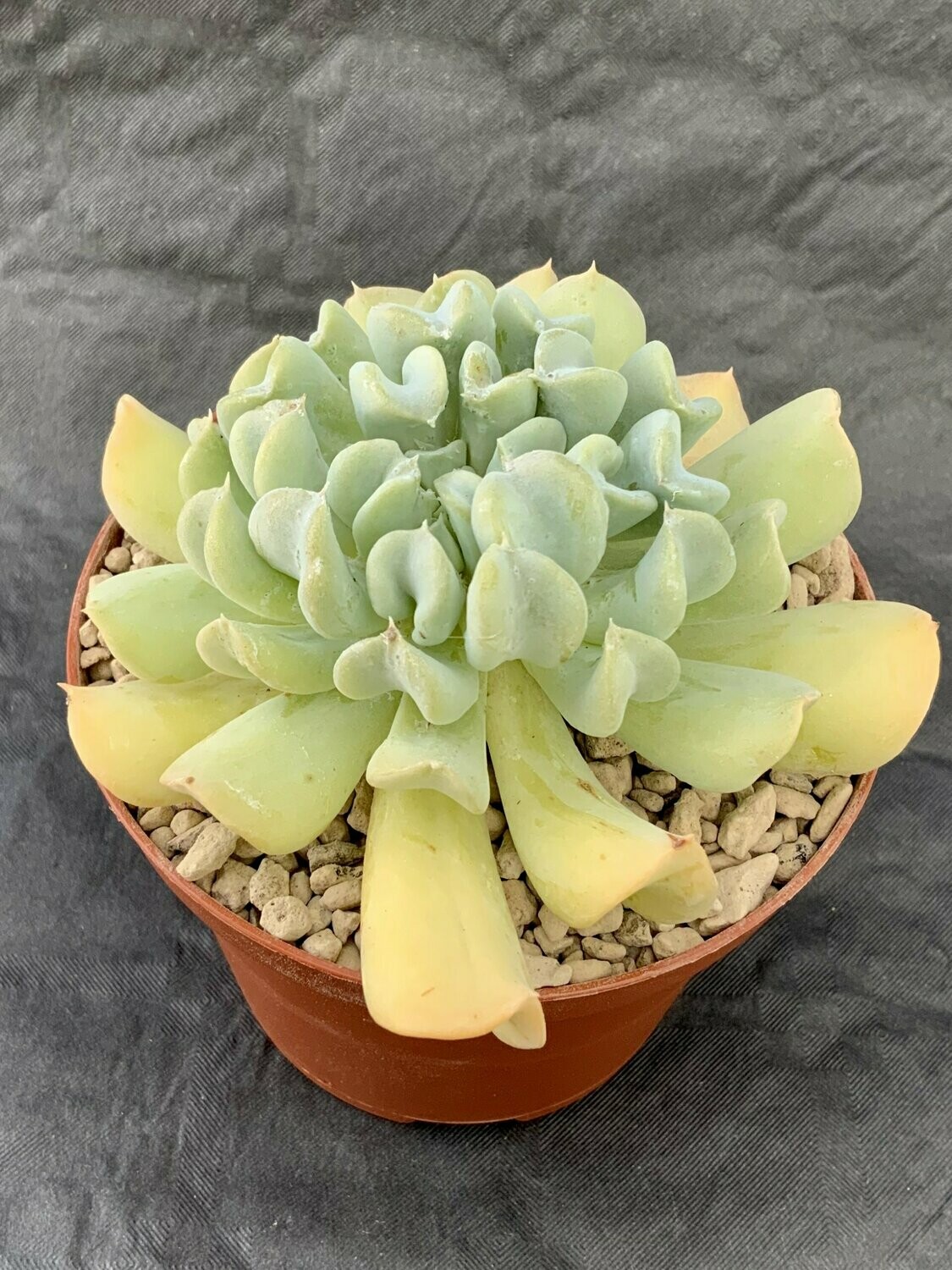 Echeveria Runyonii Topsy Turvy Pot ø 10,5