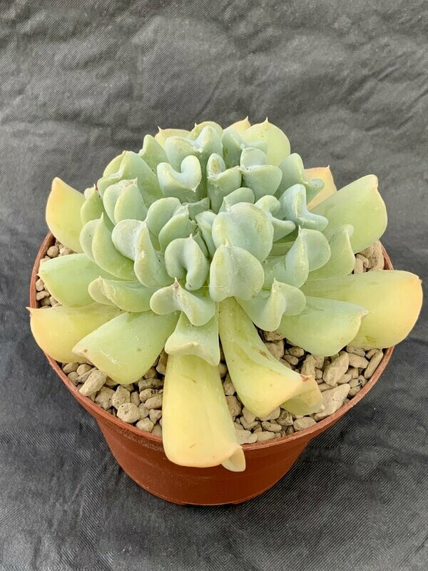 Echeveria Runyonii Topsy Turvy Pot ø 10,5