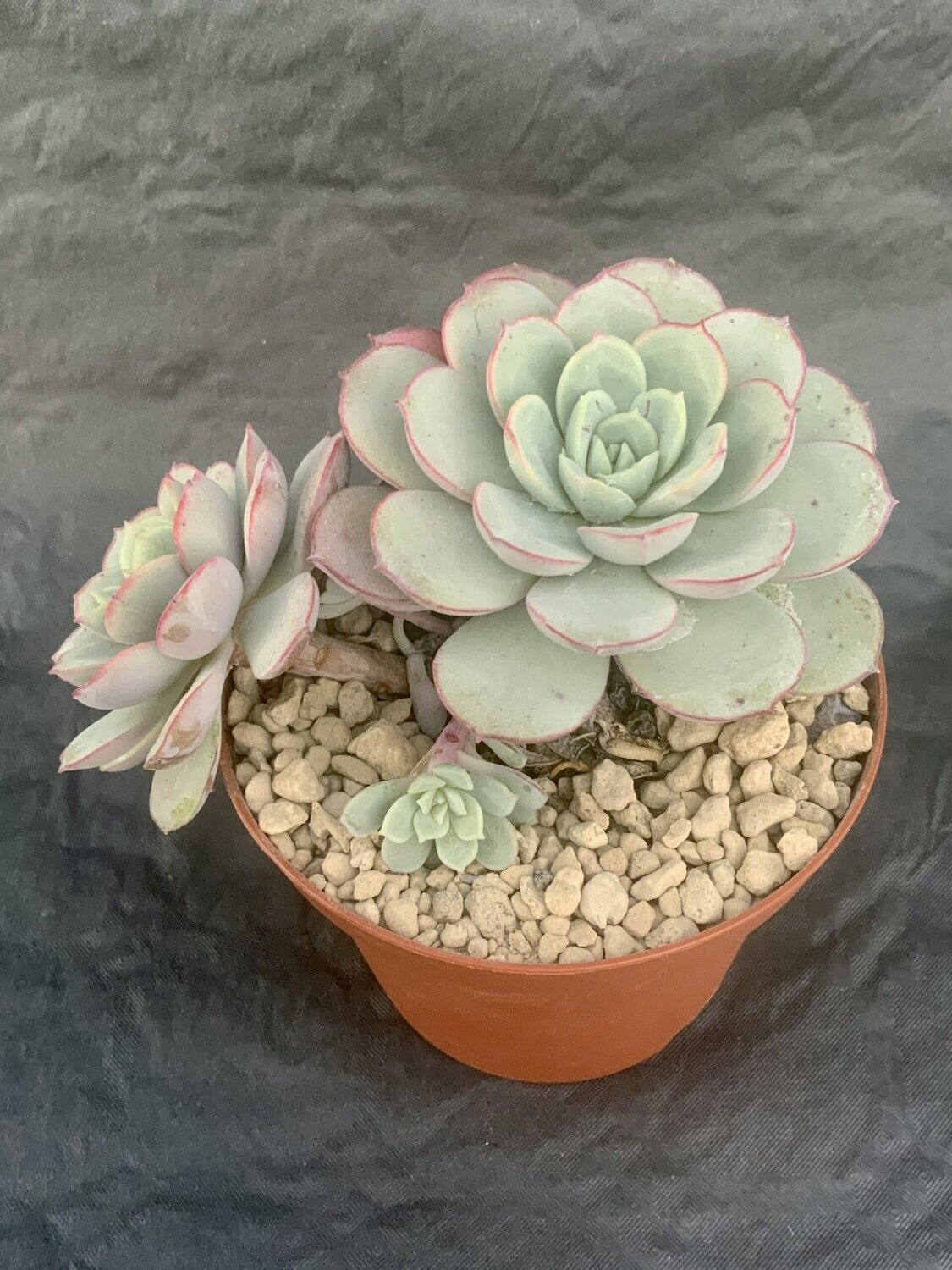 Echeveria Subcorymbosa Lau 026