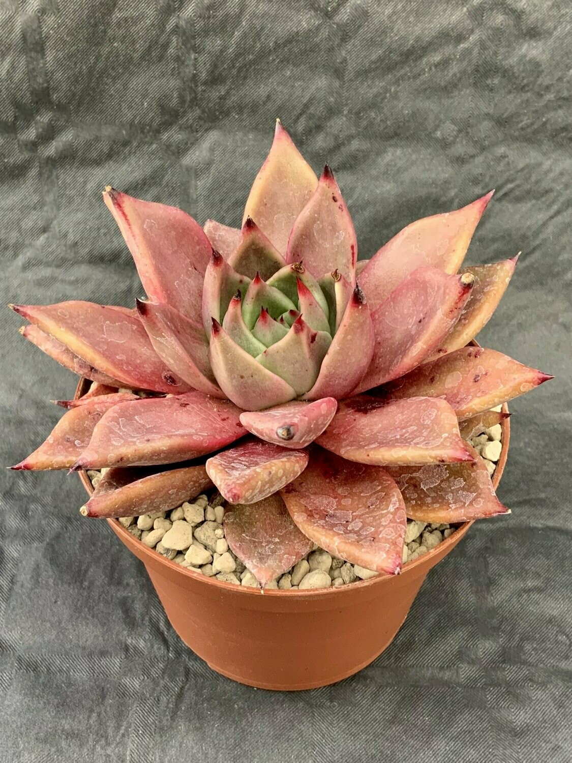 Echeveria Taurus Pot ø 10,5