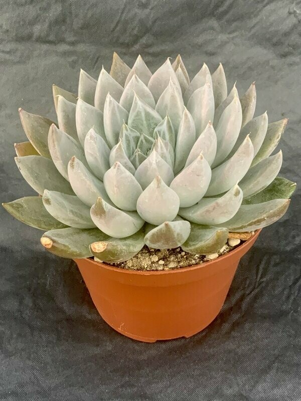 Echeveria Tolimanensis