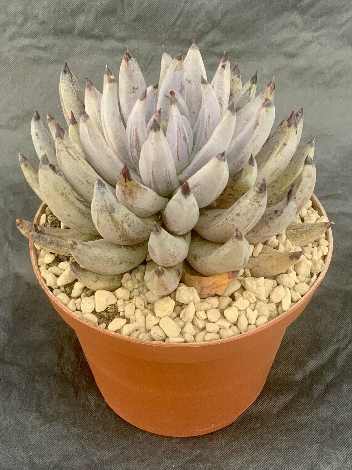 Echeveria Unghiculata Pot ø 10,5