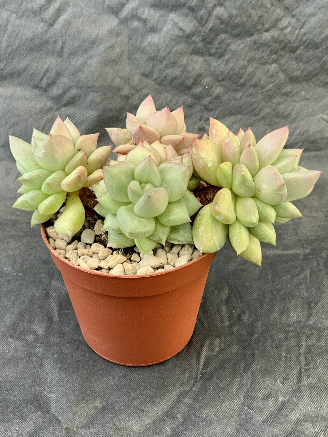 Echeveria Van Keppel