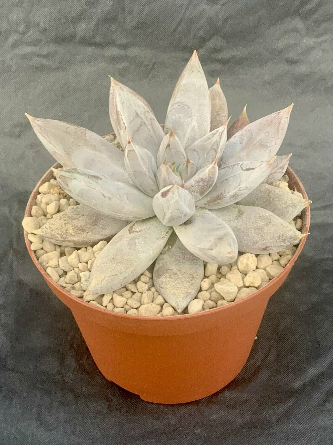 Echeveria Tolimanensis Pot ø 10,5