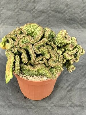 Euphorbia Horrida Monster Pot ø 12