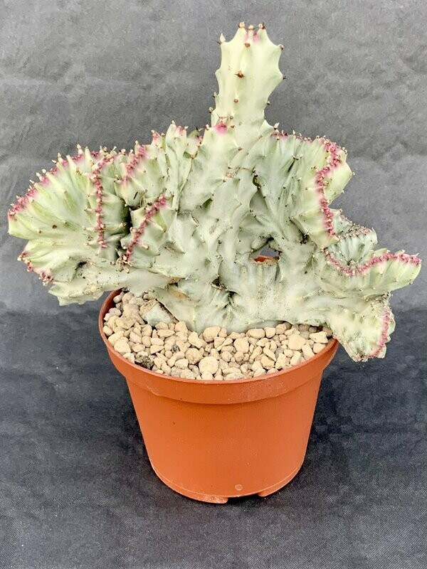 Euphorbia Lactea Variegated Crested Pot ø 10,5