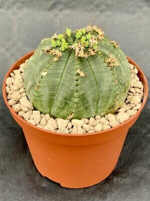 Euphorbia Obesa Pot ø 10,5