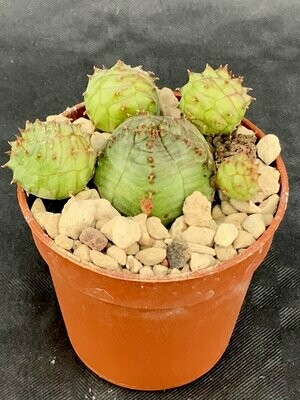 Euphorbia Pseudoglobosa 1 Pot ø 5,5