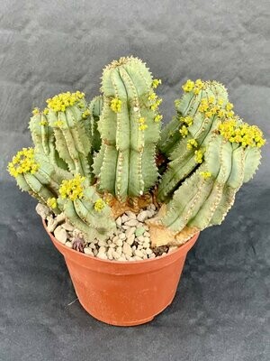 Euphorbia Fruticosa Inermis Pot ø 10,5