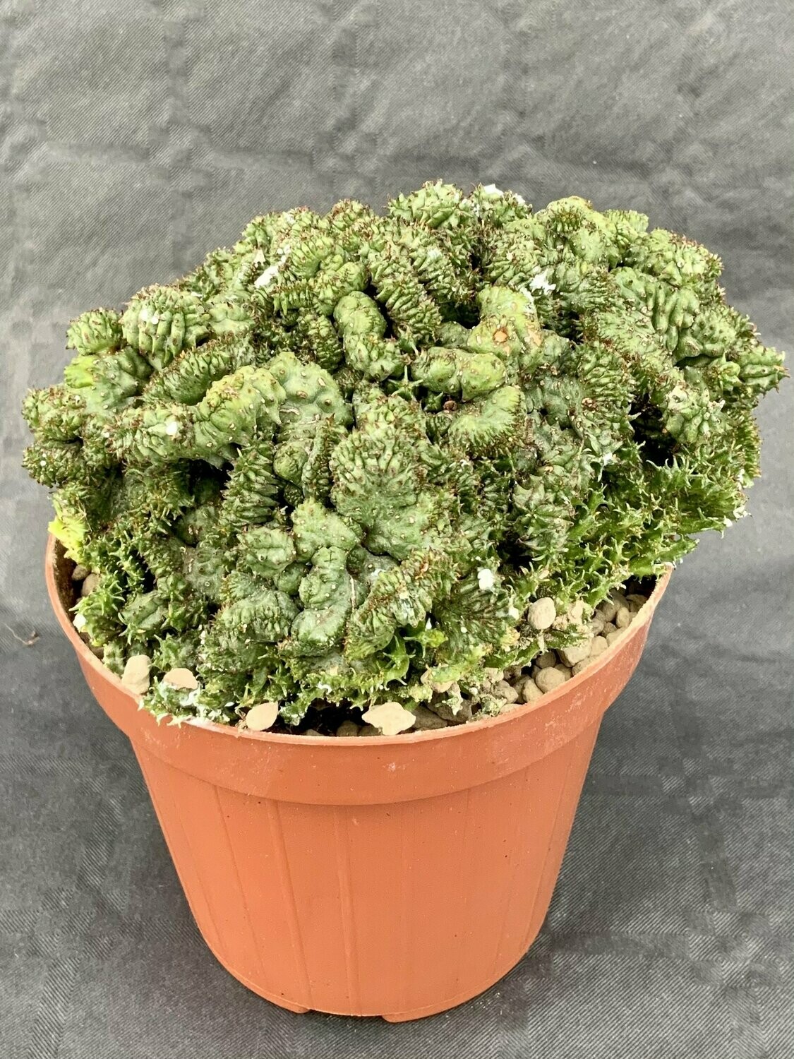 Euphorbia Green Elf Monster Pot ø 12