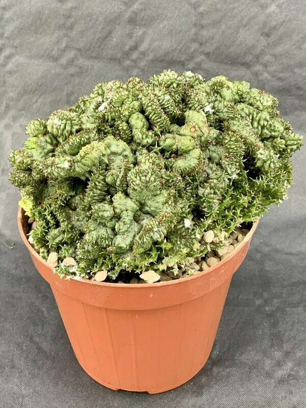 Euphorbia Green Elf Monster Pot ø 12