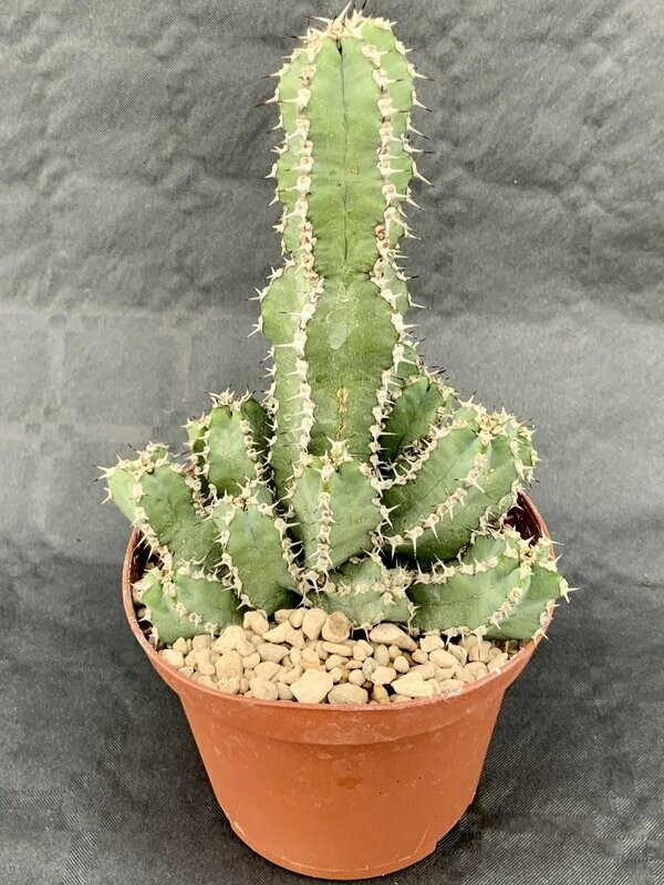 Euphorbia Polyacantha Pot ø 10,5