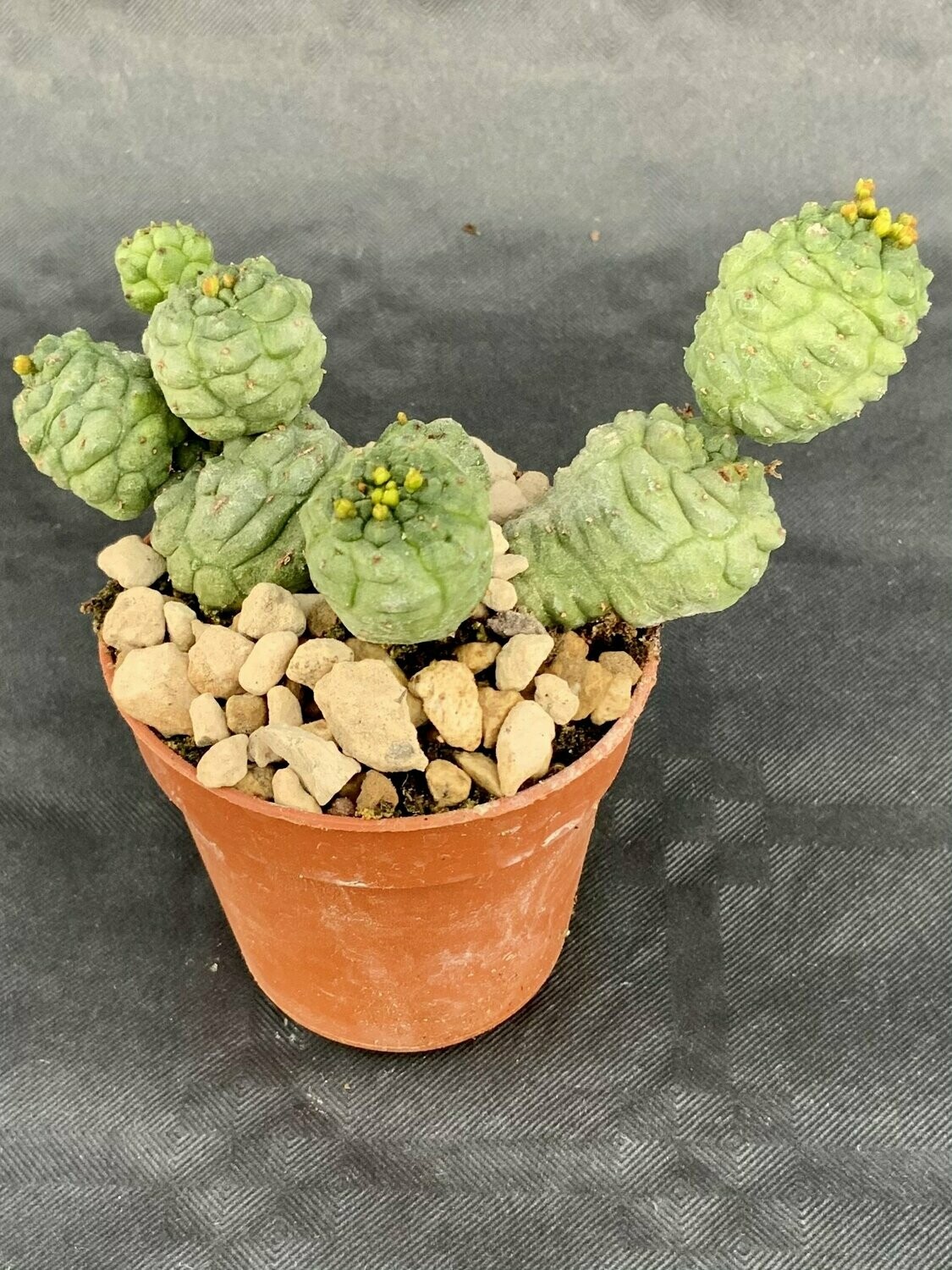 Euphorbia Pseudoglobosa 2 Pot ø 5,5