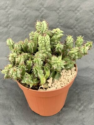 Euphorbia Polygona Monster Pot ø 12