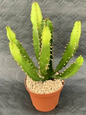 Euphorbia Triangularis Pot ø 10,5