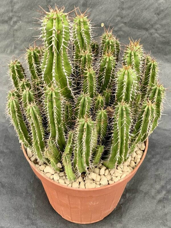 Euphorbia Fruticosa Pot ø 12
