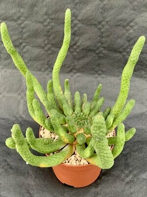 Euphorbia Inermis Pot ø 15