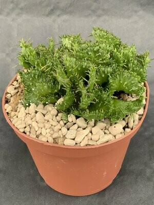 Euphorbia Pugniformis Crested Pot ø 10,5