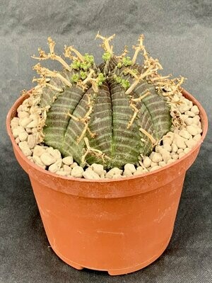 Euphorbia Obesa Valida Striata Pot ø 10,5