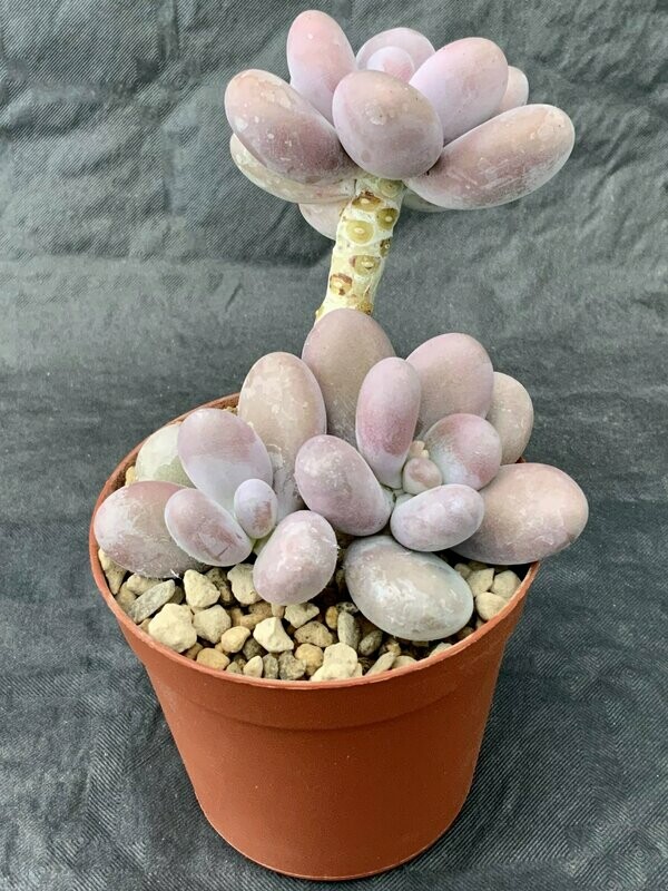 Graptopetalum Amethystinum