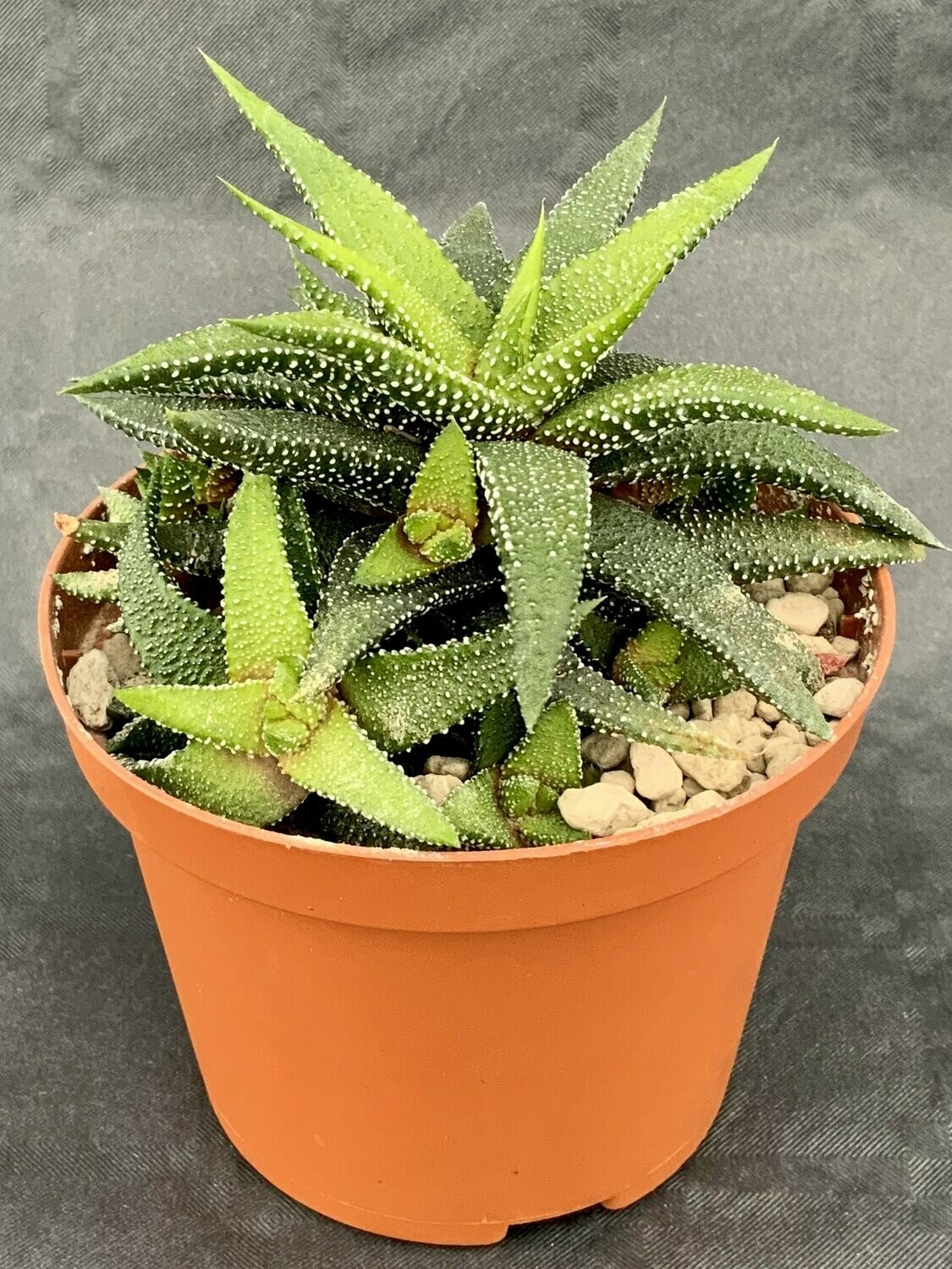Haworthia Attenuata Enon Pot ø 10,5