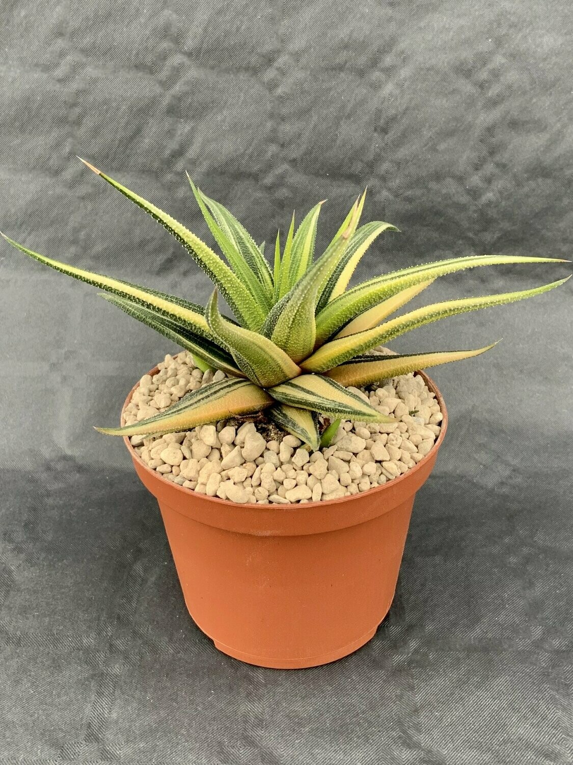 Haworthia Attenuata Variegated Pot ø 10,5