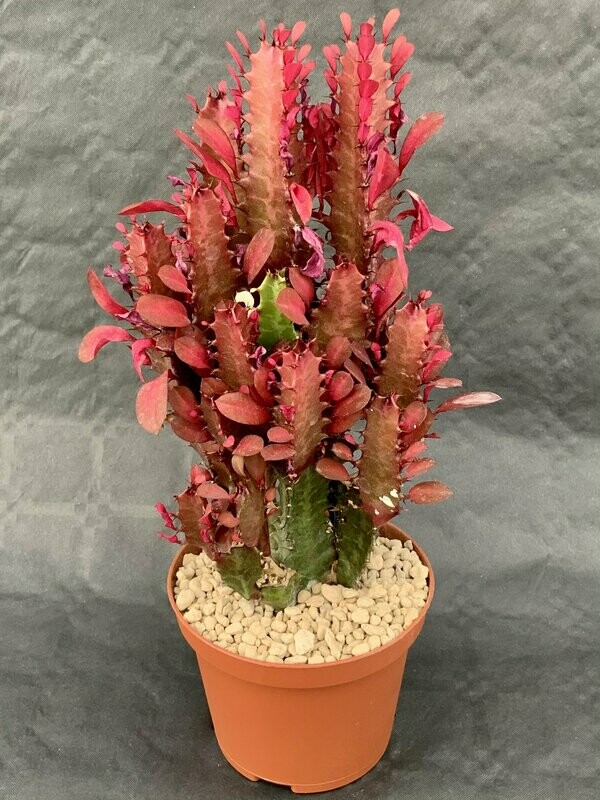 Euphorbia Trigona Rubra Pot ø 10,5